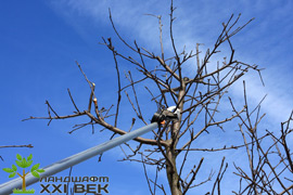 обрезка деревьев